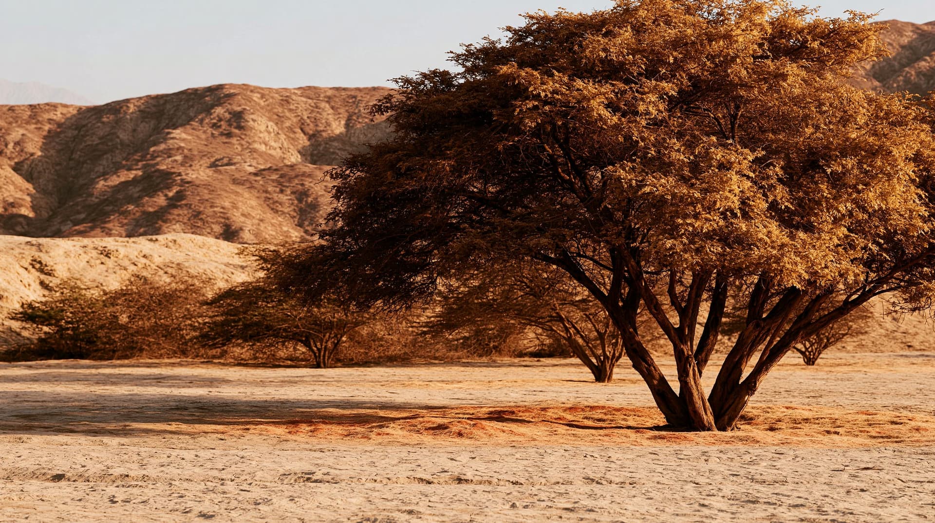 An algarrobo rooted in cracked dry ground, others scattered behind it