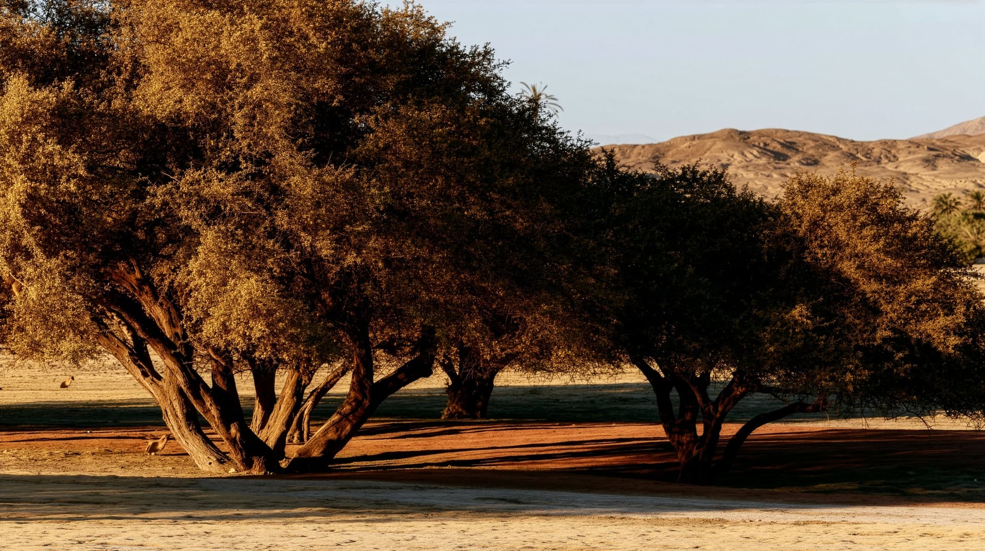 Algarrobos at golden hour in the bosque seco, red earth in their shade