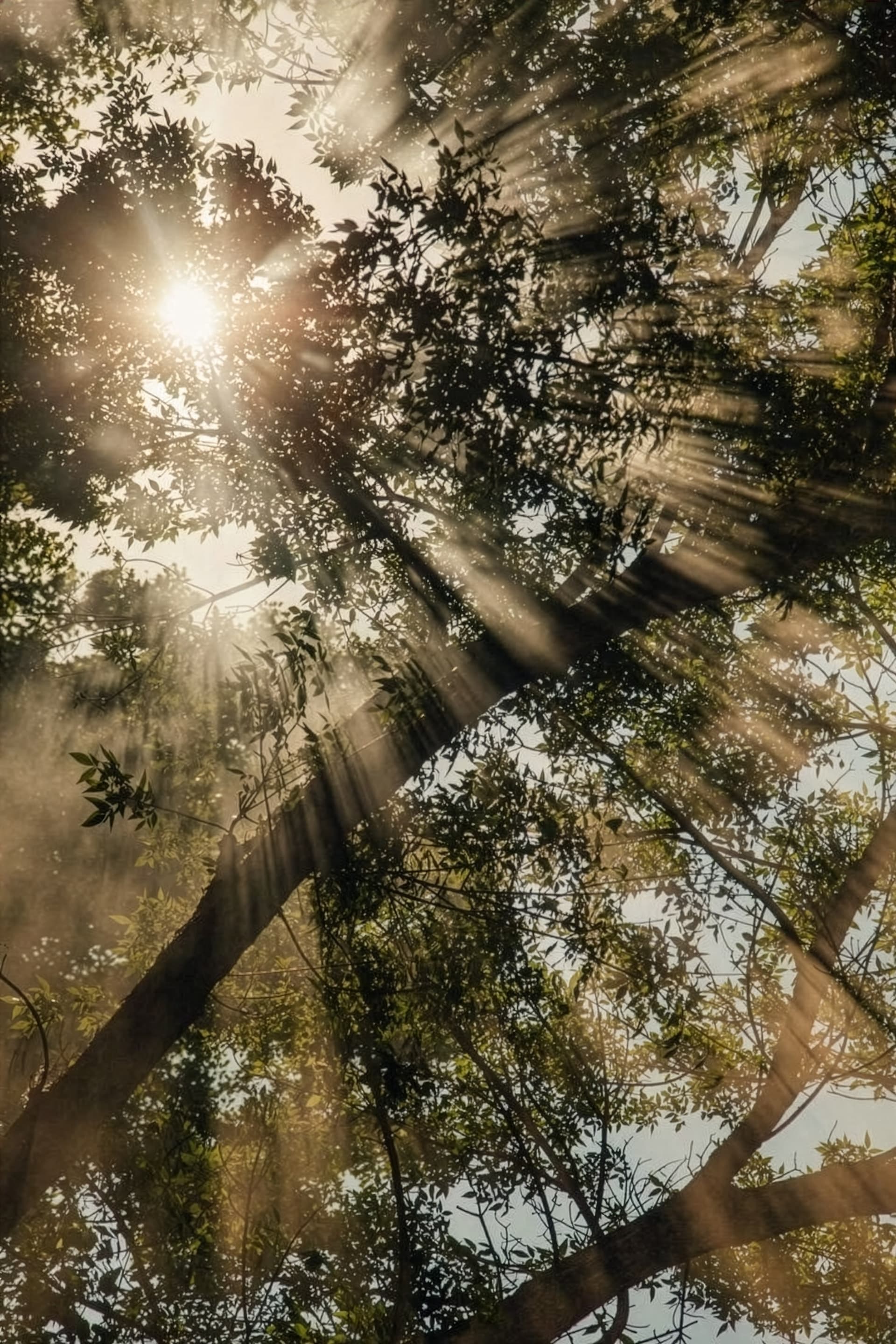 Sun rays through the Prosopis canopy