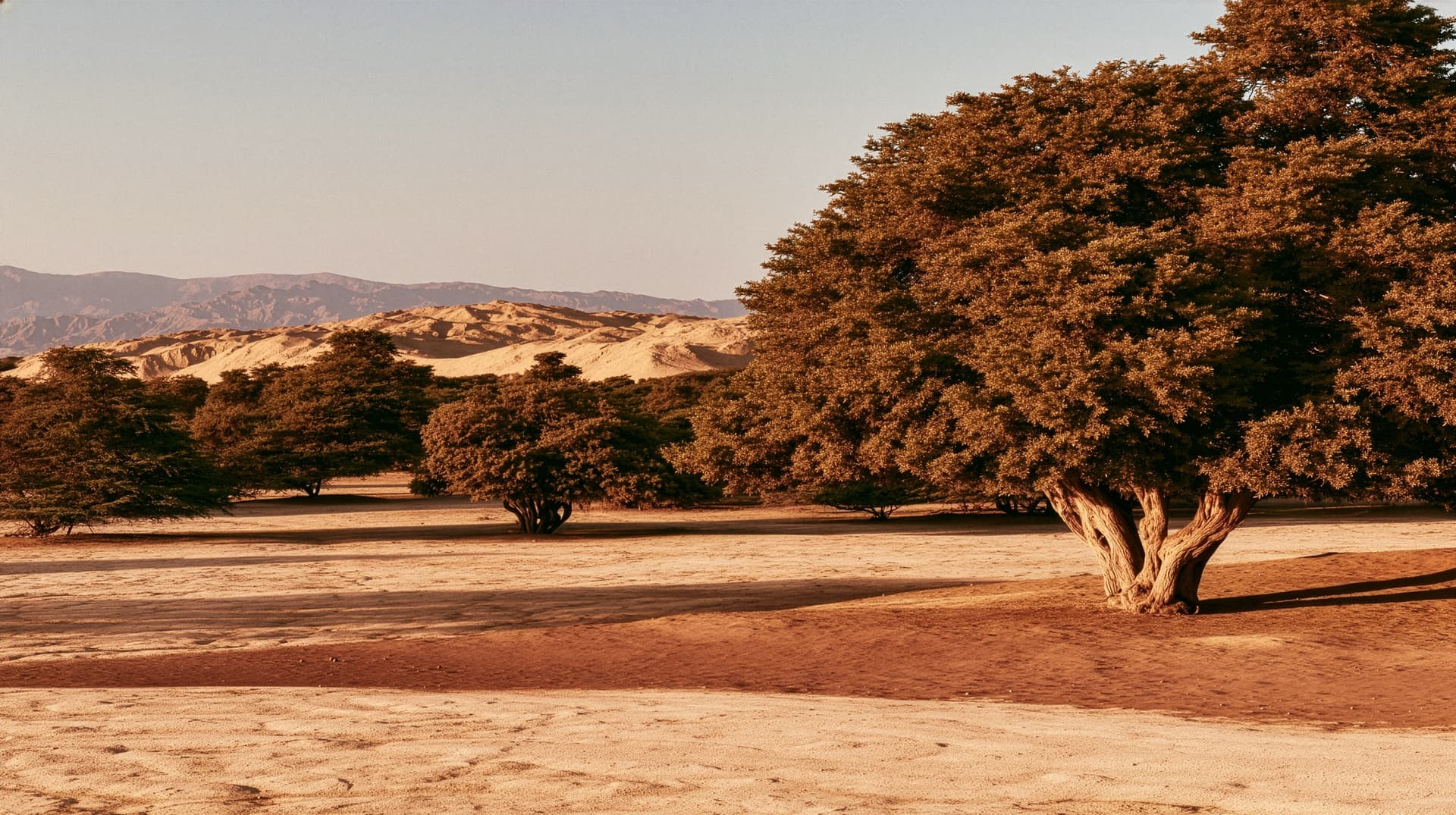 The bosque seco of Piura, dry forest and sand