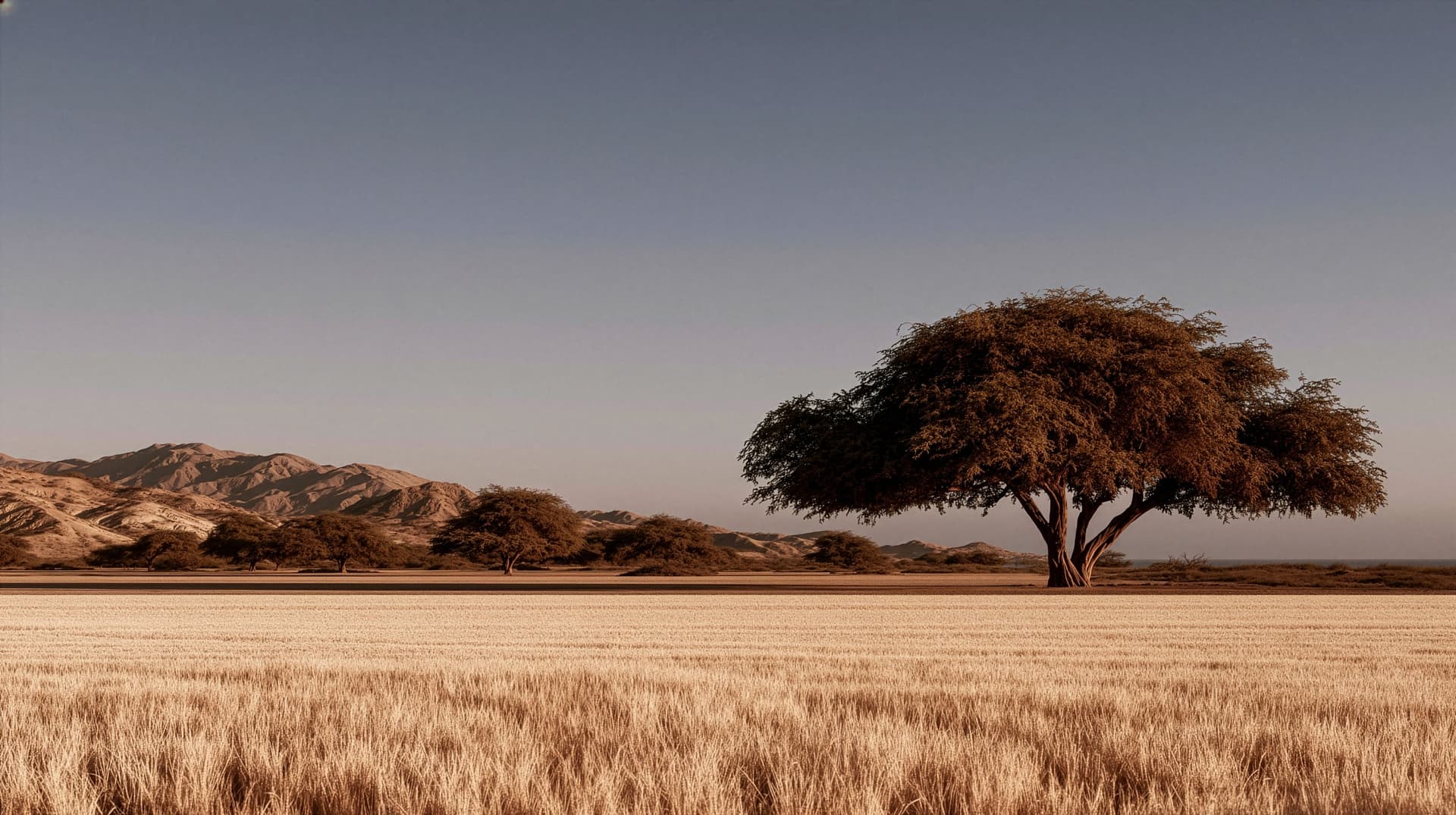 A lone algarrobo over a field of dry grass, arid hills behind